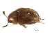  (Leiodes impersonata - CCDB-23295-C03)  @11 [ ] CreativeCommons - Attribution (2015) CBG Photography Group Centre for Biodiversity Genomics