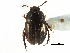  ( - CCDB-23295-D03)  @11 [ ] CreativeCommons - Attribution (2015) CBG Photography Group Centre for Biodiversity Genomics