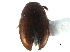  (Leiodes soerenssoni - CCDB-23295-D09)  @13 [ ] CreativeCommons - Attribution (2015) CBG Photography Group Centre for Biodiversity Genomics