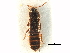  ( - CCDB-23295-G06)  @11 [ ] CreativeCommons - Attribution (2015) CBG Photography Group Centre for Biodiversity Genomics
