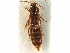  ( - CCDB-23295-G08)  @11 [ ] CreativeCommons - Attribution (2015) CBG Photography Group Centre for Biodiversity Genomics