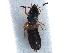  ( - CCDB-23296-A07)  @11 [ ] CreativeCommons - Attribution (2015) CBG Photography Group Centre for Biodiversity Genomics