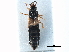  ( - CCDB-23296-A09)  @11 [ ] CreativeCommons - Attribution (2015) CBG Photography Group Centre for Biodiversity Genomics