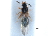  ( - CCDB-23296-A10)  @11 [ ] CreativeCommons - Attribution (2015) CBG Photography Group Centre for Biodiversity Genomics