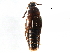  ( - CCDB-23297-A02)  @11 [ ] CreativeCommons - Attribution (2015) CBG Photography Group Centre for Biodiversity Genomics