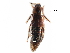  ( - CCDB-23297-A10)  @11 [ ] CreativeCommons - Attribution (2015) CBG Photography Group Centre for Biodiversity Genomics