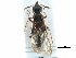  ( - CCDB-23298-A10)  @11 [ ] CreativeCommons - Attribution (2015) CBG Photography Group Centre for Biodiversity Genomics
