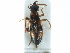  ( - CCDB-23298-A11)  @11 [ ] CreativeCommons - Attribution (2015) CBG Photography Group Centre for Biodiversity Genomics
