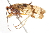  ( - CCDB-23299-B05)  @11 [ ] CreativeCommons - Attribution (2015) CBG Photography Group Centre for Biodiversity Genomics