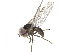 ( - CCDB-23301-B03)  @11 [ ] CreativeCommons - Attribution (2015) CBG Photography Group Centre for Biodiversity Genomics