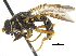  (Temnostoma trifasciatum - CCDB-23301-B08)  @14 [ ] CreativeCommons - Attribution (2015) CBG Photography Group Centre for Biodiversity Genomics