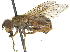  (Parhelophilus brooksi - CCDB-23301-C05)  @13 [ ] CreativeCommons - Attribution (2015) CBG Photography Group Centre for Biodiversity Genomics