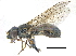  (Neoascia subchalybea - CCDB-23301-C08)  @15 [ ] CreativeCommons - Attribution (2015) CBG Photography Group Centre for Biodiversity Genomics