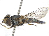  ( - CCDB-23301-C09)  @11 [ ] CreativeCommons - Attribution (2015) CBG Photography Group Centre for Biodiversity Genomics