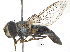  ( - CCDB-23301-C11)  @11 [ ] CreativeCommons - Attribution (2015) CBG Photography Group Centre for Biodiversity Genomics
