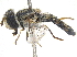  ( - CCDB-23301-C12)  @11 [ ] CreativeCommons - Attribution (2015) CBG Photography Group Centre for Biodiversity Genomics