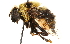  (Eristalis barda - CCDB-23301-E05)  @15 [ ] CreativeCommons - Attribution (2015) CBG Photography Group Centre for Biodiversity Genomics