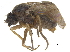  ( - CCDB-23301-F07)  @11 [ ] CreativeCommons - Attribution (2015) CBG Photography Group Centre for Biodiversity Genomics