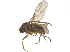  ( - CCDB-23301-F08)  @11 [ ] CreativeCommons - Attribution (2015) CBG Photography Group Centre for Biodiversity Genomics