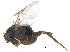  (Anevrina macateei - CCDB-23301-G02)  @14 [ ] CreativeCommons - Attribution (2015) CBG Photography Group Centre for Biodiversity Genomics