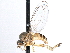  ( - CCDB-23302-A12)  @14 [ ] CreativeCommons - Attribution (2015) CBG Photography Group Centre for Biodiversity Genomics