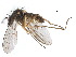  ( - CCDB-23302-C04)  @13 [ ] CreativeCommons - Attribution (2015) CBG Photography Group Centre for Biodiversity Genomics