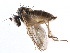  ( - CCDB-23302-C05)  @13 [ ] CreativeCommons - Attribution (2015) CBG Photography Group Centre for Biodiversity Genomics
