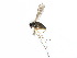  ( - CCDB-23302-C08)  @13 [ ] CreativeCommons - Attribution (2015) CBG Photography Group Centre for Biodiversity Genomics
