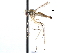  (Neurigona aldrichii - CCDB-23302-E04)  @11 [ ] CreativeCommons - Attribution (2015) CBG Photography Group Centre for Biodiversity Genomics