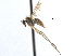  ( - CCDB-23302-E05)  @11 [ ] CreativeCommons - Attribution (2015) CBG Photography Group Centre for Biodiversity Genomics