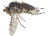  ( - CCDB-23303-D03)  @11 [ ] CreativeCommons - Attribution (2015) CBG Photography Group Centre for Biodiversity Genomics