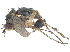  ( - CCDB-23303-D12)  @12 [ ] CreativeCommons - Attribution (2015) CBG Photography Group Centre for Biodiversity Genomics