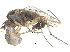 ( - CCDB-23303-E01)  @12 [ ] CreativeCommons - Attribution (2015) CBG Photography Group Centre for Biodiversity Genomics