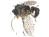 ( - CCDB-23303-E09)  @12 [ ] CreativeCommons - Attribution (2015) CBG Photography Group Centre for Biodiversity Genomics