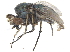  ( - CCDB-23303-G03)  @15 [ ] CreativeCommons - Attribution (2015) CBG Photography Group Centre for Biodiversity Genomics