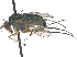 ( - CCDB-23303-H03)  @11 [ ] CreativeCommons - Attribution (2015) CBG Photography Group Centre for Biodiversity Genomics