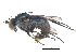  ( - CCDB-23305-C09)  @15 [ ] CreativeCommons - Attribution (2015) CBG Photography Group Centre for Biodiversity Genomics