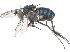  ( - CCDB-23305-C11)  @14 [ ] CreativeCommons - Attribution (2015) CBG Photography Group Centre for Biodiversity Genomics