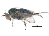  ( - CCDB-23305-D01)  @15 [ ] CreativeCommons - Attribution (2015) CBG Photography Group Centre for Biodiversity Genomics