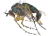  ( - CCDB-23305-F03)  @11 [ ] CreativeCommons - Attribution (2015) CBG Photography Group Centre for Biodiversity Genomics