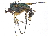  ( - CCDB-23305-F06)  @13 [ ] CreativeCommons - Attribution (2015) CBG Photography Group Centre for Biodiversity Genomics