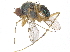  (Dactylomyia lateralis - CCDB-23305-F12)  @11 [ ] CreativeCommons - Attribution (2015) CBG Photography Group Centre for Biodiversity Genomics