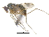  ( - CCDB-23305-G01)  @11 [ ] CreativeCommons - Attribution (2015) CBG Photography Group Centre for Biodiversity Genomics
