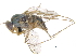  ( - CCDB-23305-G02)  @11 [ ] CreativeCommons - Attribution (2015) CBG Photography Group Centre for Biodiversity Genomics