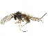  ( - CCDB-23306-B10)  @11 [ ] CreativeCommons - Attribution (2015) CBG Photography Group Centre for Biodiversity Genomics