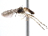  ( - CCDB-23306-C01)  @11 [ ] CreativeCommons - Attribution (2015) CBG Photography Group Centre for Biodiversity Genomics