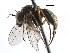  ( - CCDB-23306-C03)  @11 [ ] CreativeCommons - Attribution (2015) CBG Photography Group Centre for Biodiversity Genomics