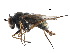  ( - CCDB-23306-C05)  @11 [ ] CreativeCommons - Attribution (2015) CBG Photography Group Centre for Biodiversity Genomics