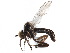 (Syndyas - CCDB-23306-D08)  @14 [ ] CreativeCommons - Attribution (2015) CBG Photography Group Centre for Biodiversity Genomics