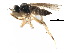  ( - CCDB-23306-F03)  @11 [ ] CreativeCommons - Attribution (2015) CBG Photography Group Centre for Biodiversity Genomics
